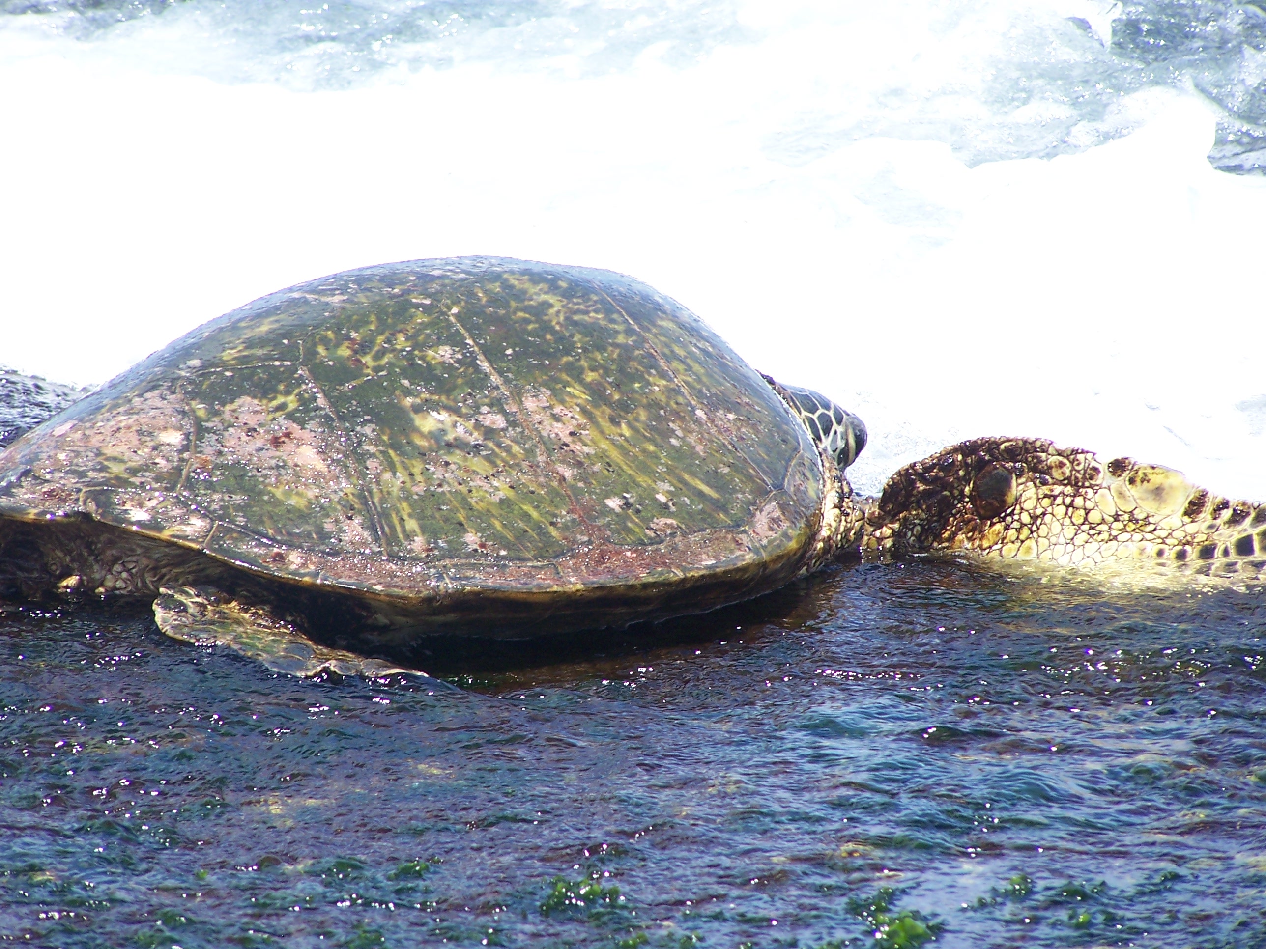 Giant sea turtle resting on the North Shore of Oahu